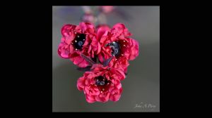 Leptospermum (Tea Plant)